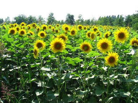 http://phatgiao.vn/images/news/sunflower01.jpg