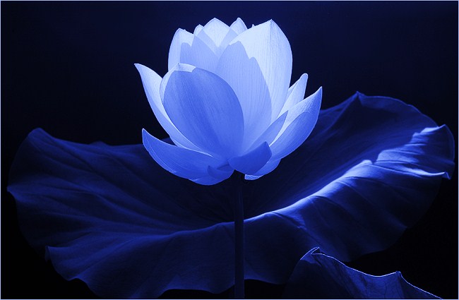 lotus-lilyopen.jpg