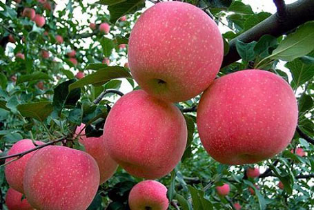 Những quả táo trông thơm ngon, nhưng có thể khiến người tiêu dùng bị bệnh.