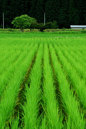 http://www.phatgiao.vn/images/news/ricefield01.jpg