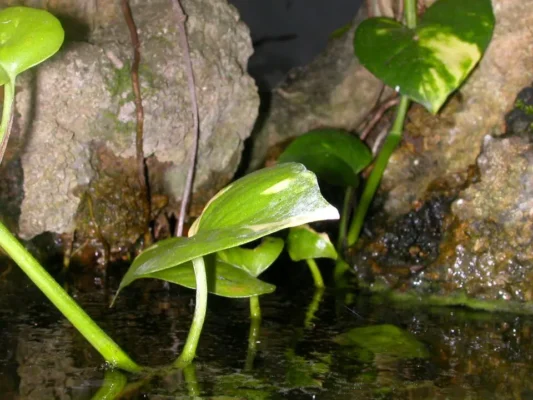Hình minh họa: Đặc điểm nổi bật của kiến trúc chùa cổ Việt Nam: Từ quy mô đến nghệ thuật điêu khắc