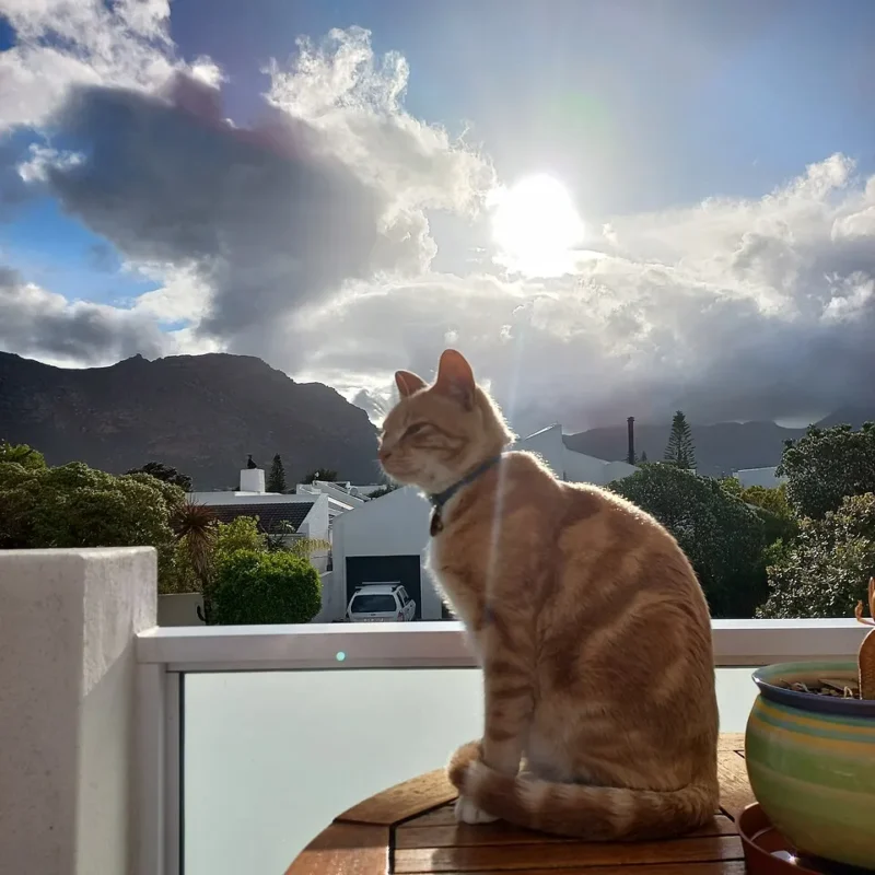 Hình minh họa: Thiền Tập Trung Hơi Thở Cho Người Bận Rộn